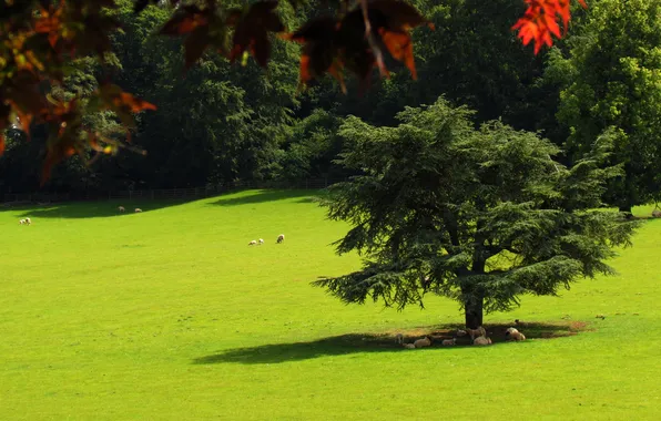 Trees, sheep, shadow, lawn