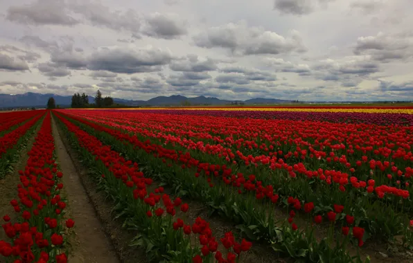 Field, clouds, trees, flowers, tulips, plantation