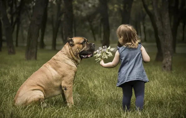 Picture nature, dog, girl