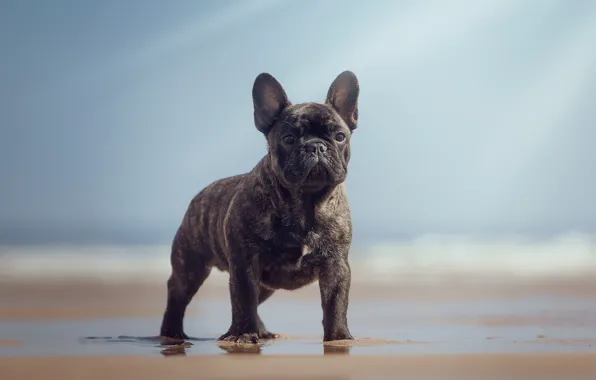 Beach, look, dog, bokeh, French bulldog, burly