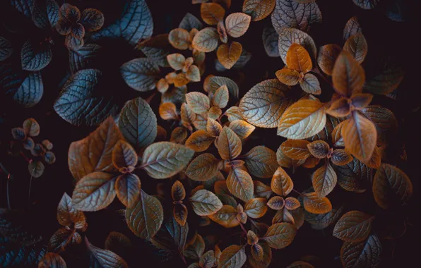 Picture leaves, the dark background, plant, treatment, Coleus