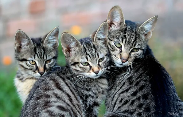 Picture cat, kittens, motherhood