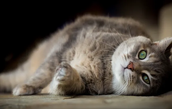 Cat, look, background