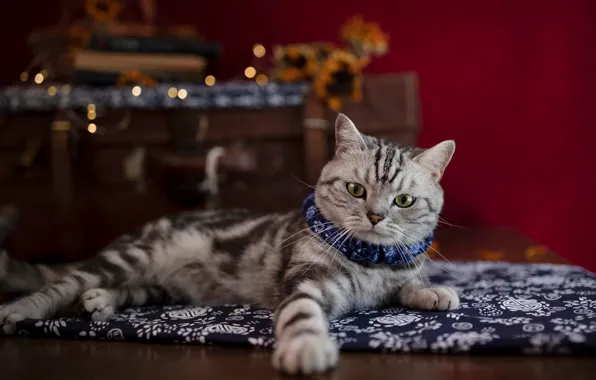 Cat, cat, pose, kitty, room, floor, lies, collar