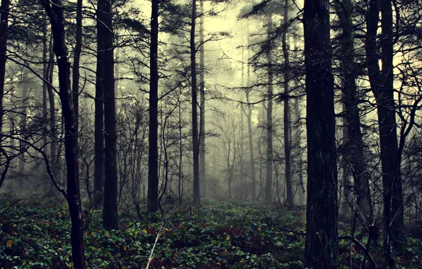 Forest, nature, fog, the fog of illusion