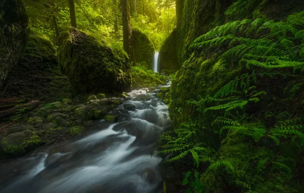 Forest, waterfall, USA, fern, Oregon, Mossy Grotto Falls