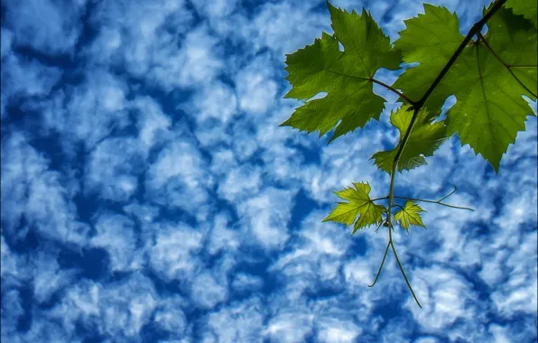 Picture the sky, leaves, clouds, branch, grapes