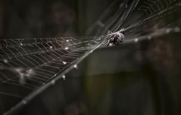 Picture web, spider, bokeh