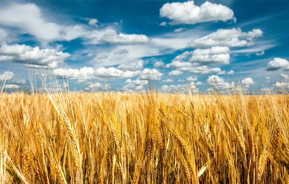 Field, summer, the sky, nature, spikelets