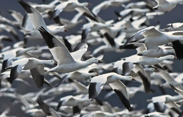 Birds, pack, flight