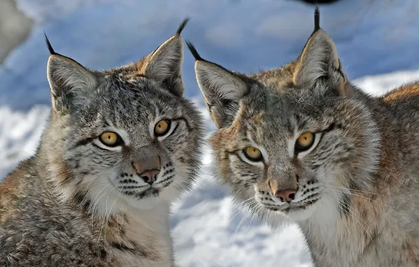 Picture look, lynx, a couple, Duo, wild cat, lynx, muzzle, twins