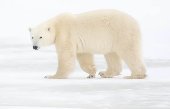 Picture winter, polar bear, snow, nature
