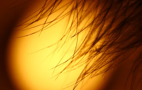 Picture the sun, macro, background, feathers