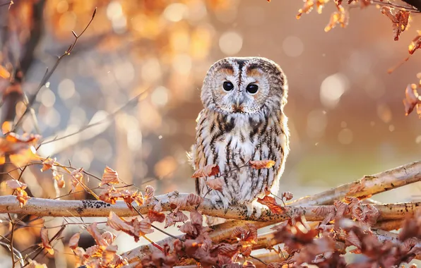 Autumn, look, nature, pose, owl, bird, foliage, owl