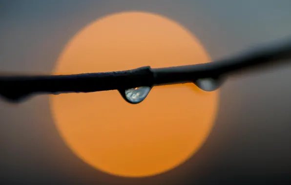 Picture fireball, sun, drops, branch