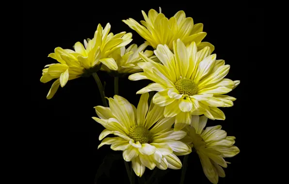 Picture flowers, chrysanthemum, the dark background