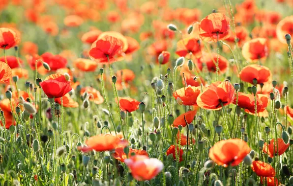Summer, flowers, red, Maki, blur, meadow, a lot, bokeh
