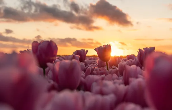 Picture field, the sky, clouds, light, sunset, flowers, spring, tulips
