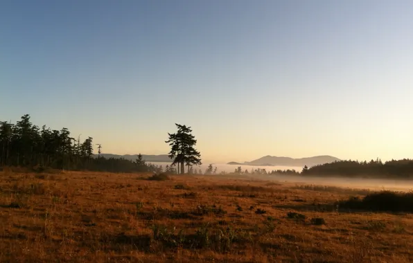 Mountains, nature, fog, lake, morning, morning, mist with meadow and tree