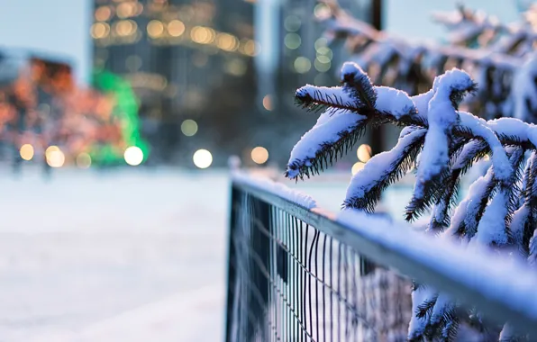 Winter, snow, branches, nature, lights, the fence, tree, spruce