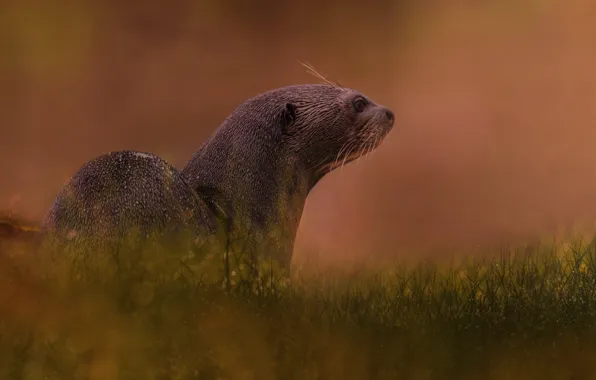 Picture grass, trees, nature, glade, otter, photoart, river