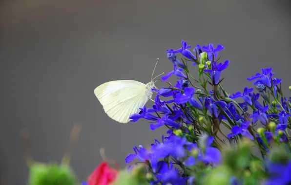 Macro, wings, Butterfly, beautiful, flowers, closeup