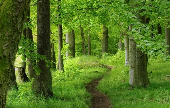 Forest, trees, nature