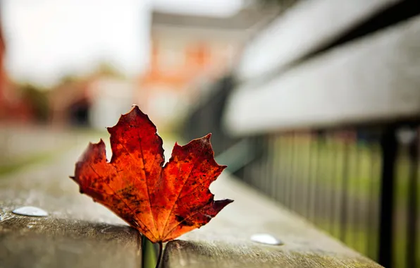 Picture macro, house, the fence, blur, yard, leaf, bench, crimson