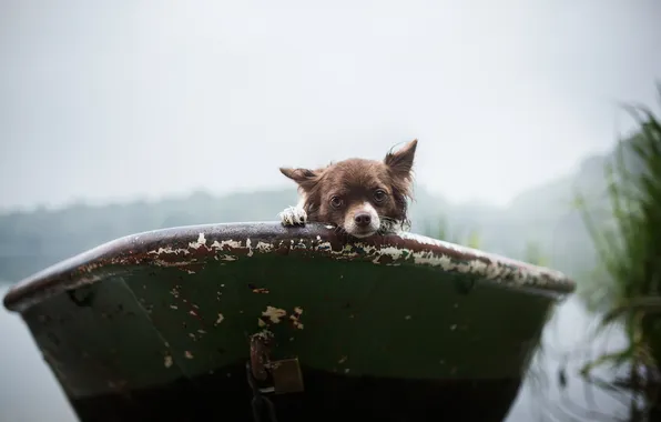Look, each, boat, dog