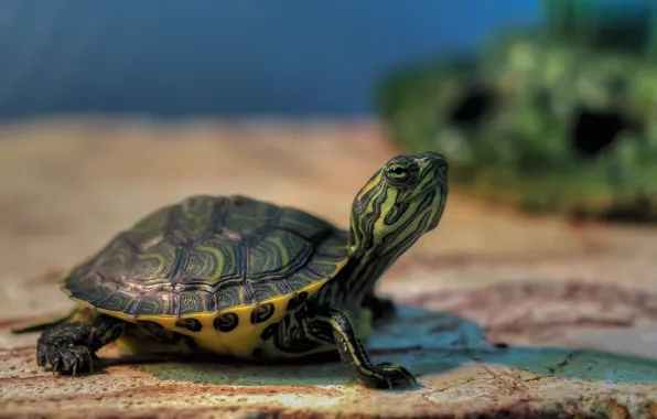 Stones, turtle, water, bokeh, water turtle