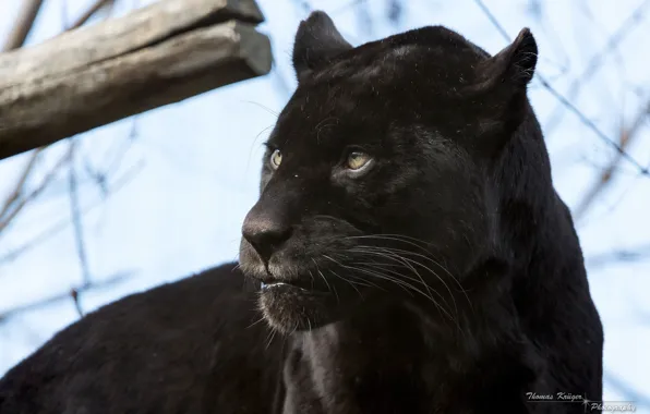 Face, predator, Panther, wild cat, black Jaguar