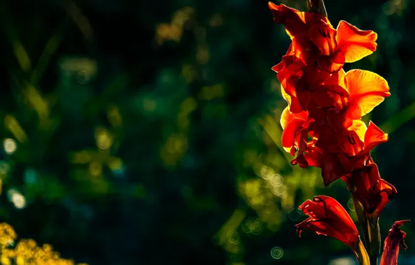 Flower, light, red, bright, the dark background, gladiolus, bokeh, gladiolus