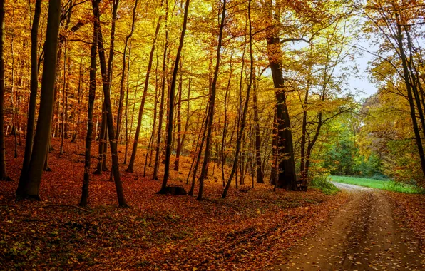 Wallpaper road, autumn, forest, leaves, trees, landscape