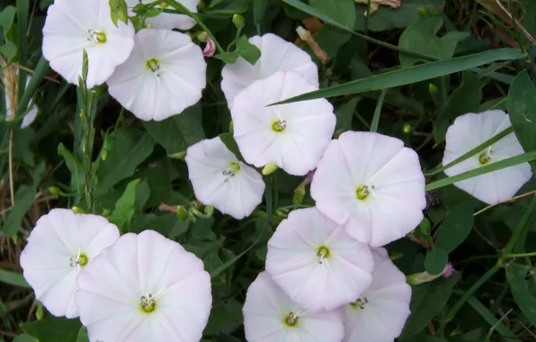 Flowers, meadow, bindweed, Meduzanol ©