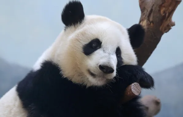 Look, face, portrait, bear, Panda