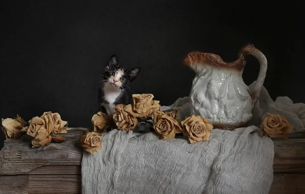 Cat, look, flowers, pose, the dark background, kitty, table, Board