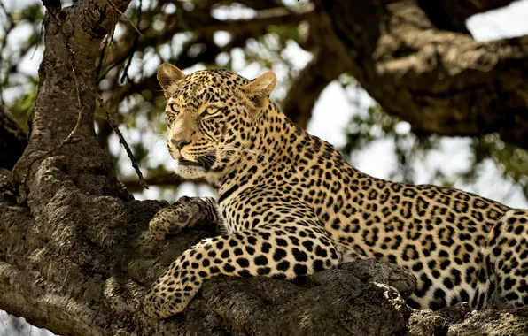Predator, leopard, wild cat, on the tree, Nikolai Mozgunov