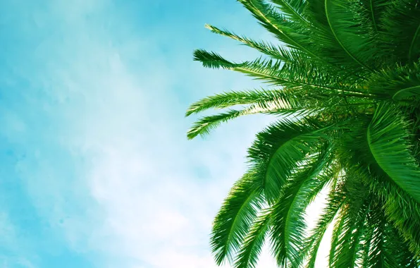 Beach, leaves, trees, Palma, palm trees, Africa