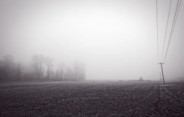 Field, fog, morning