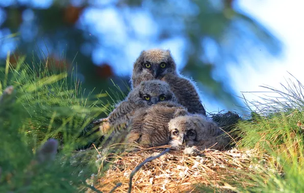 Birds, socket, owls, owlets