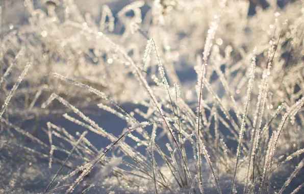 Winter, grass, snow, nature, beauty, Tomorrow dorffer