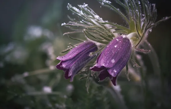 Flowers, purple, cross