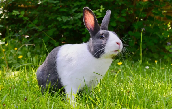 Grass, hare, rabbit, the bushes, spotted, grey with white