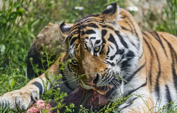 Picture cat, summer, grass, fangs, meat, eating, the Amur tiger, ©Tambako The Jaguar