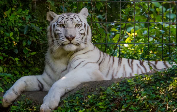 Look, white tiger, cat.greens
