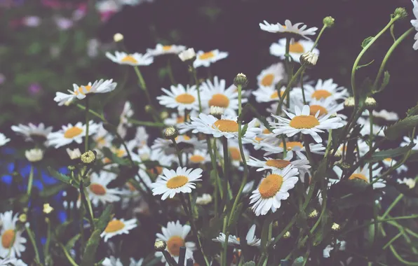 Flowers, chamomile, petals, white