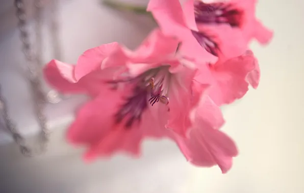 Macro, flowers, petals, pink
