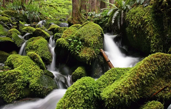 Greens, water, river, stones, moss, stream