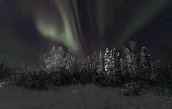 Winter, the sky, stars, snow, trees, night, Northern lights, Northern Canada