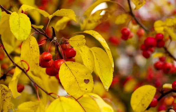 Autumn, leaves, berries
